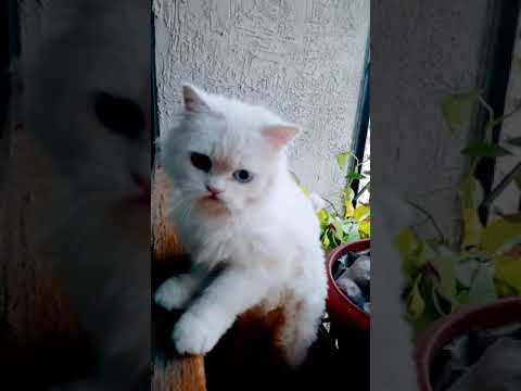 Milo's new place to enjoy between plants | Persian cat | #shorts | #N09cool