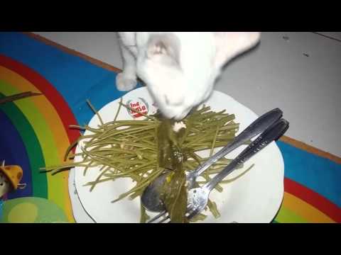 cat eating cassava leaves
