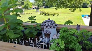 30 Mins Relaxation Nature Sounds - Backyard Birds, Missouri Summer - NO MUSIC