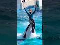 Dolphin Show Cute Dolphin In Swiming Pool Shorts Short
