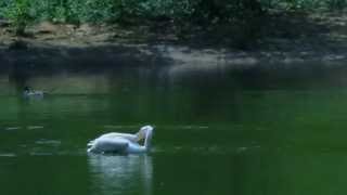 Sheriff Lindo and the Hammer - Bush Chant