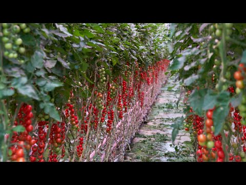 Locally produced tomatoes with the right LED-lighting