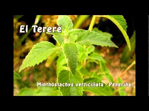 El tereré