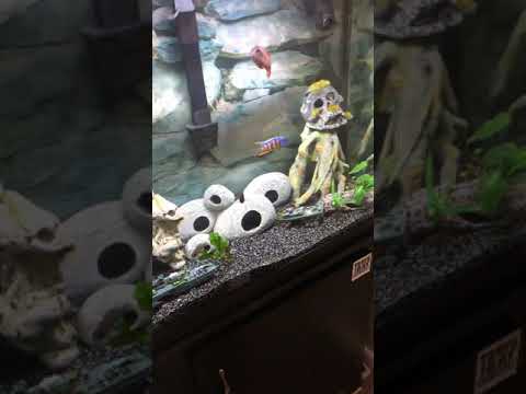 Aquarium wave maker Sun sun jvp 110 review