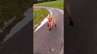 Download lagu Dog wearing shoes for the first time🤣🤣 #funny #funnydog #dog #dogs #usa#fyp mp3