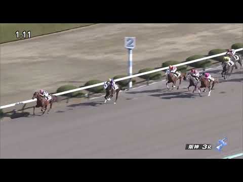 Don Frankie (JPN) wins race 3 at Hanshin 12/18/2021