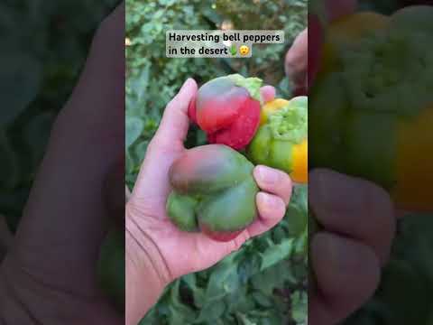 Bell peppers in the Mojave Desert! 🤗 #harvesting #organicgardening #bellpeppers #organicveggies