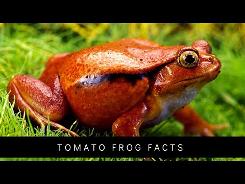 Rajčiaková žaba (falošná) (Dyscophus guineti) — video o chove a starostlivosti