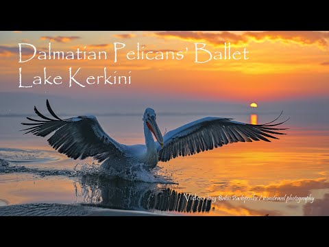 Dalmatian Pelicans' Ballet, Lake Kerkini