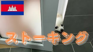 実は最近、ストーカー被害にあっています・・・小さいオスから・・・
