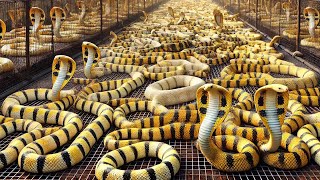 Milhões De Cobras São Criadas Para Carne Na China Desta Forma