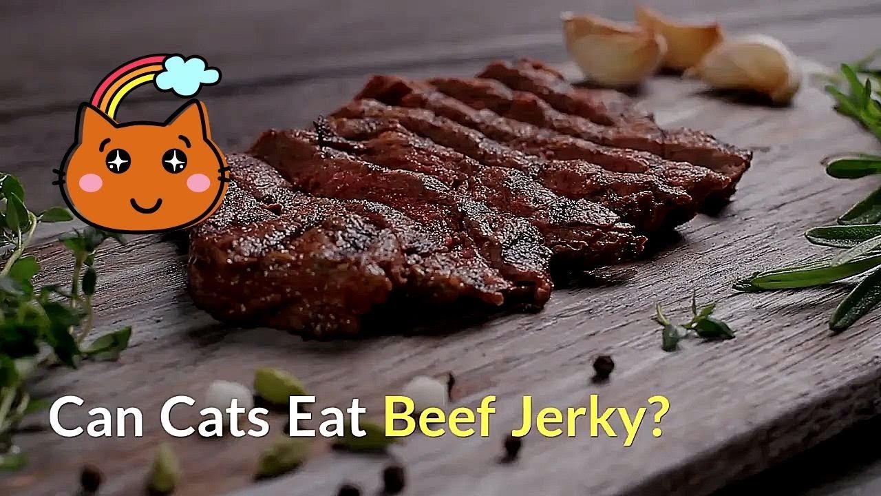 Can Cats Eat Beef Jerky?