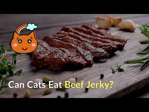 Can Cats Eat Beef Jerky | Healthy Food or Not?
