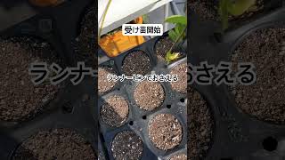 ポットレストレーで受け苗開始 #農業 #農協 #いちご