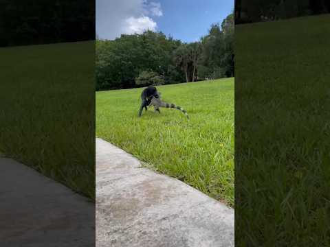 Iguana Ini Berubah Menjadi Naga Api Primordial Kuno Gagah Perkasa #shorts