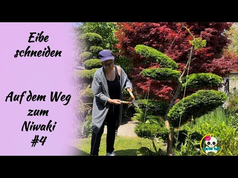 Eibe schneiden / Niwaki Eibe ( Taxus schneiden & formen ) #4