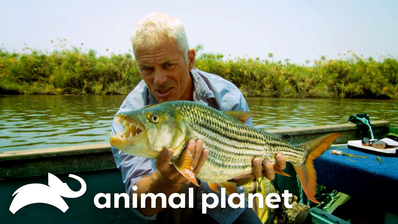 Jeremy Wade Vs. Africa's SUPERSIZED Piranha | River Monsters | Animal Planet