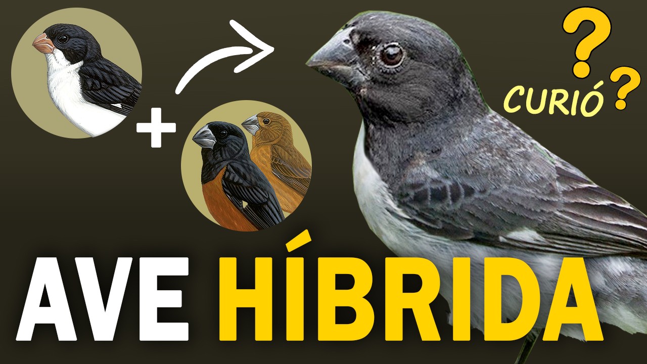 AVES HÍBRIDAS: Como elas surgem na natureza? Quais existem no Brasil?