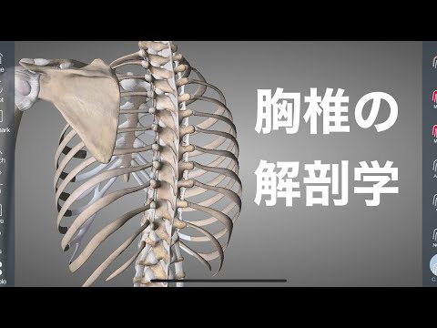 肋骨 (解剖学)について詳しく解説