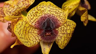 Un estudio describe 190 nuevas especies en 2025 entre ellas el hongo zombi o la flor del demonio