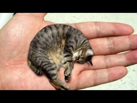 download lagu mp3 mp4 Los Animales Mas Pequeos, download lagu Los Animales Mas Pequeos gratis, unduh video klip Los Animales Mas Pequeos