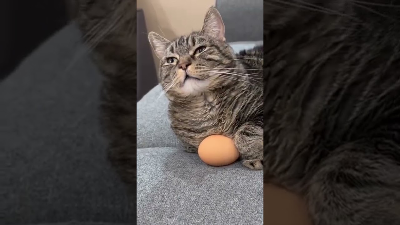 Now will I ever get it back #penny #funnycats #cutecats #shorts #ytshorts #cats #catlover #catvideos