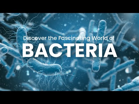 Discover the Fascinating World of Bacteria: From Infections to Fermented Foods