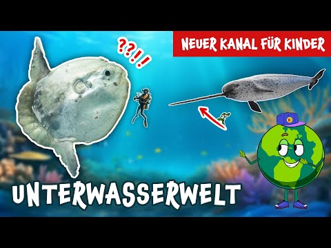 Die erstaunlichsten Unterwassertiere! 🐟 Lehrfilm für Kinder