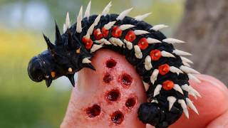 World's Most Dangerous Butterflies & Caterpillars