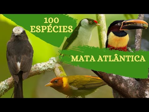 100 Espécies de Aves da Região da Mata Atlântica.