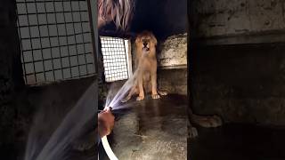 Download lagu Lion attack 😱😱 #song #dj #newmusic #lion #wildliferescue #musicgenre mp3 Download lagu Lion attack 😱😱 #song #dj #newmusic #lion #wildliferescue #musicgenre mp3
