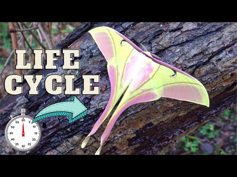Moth Lifecycle: Pink Spirit Moth (Actias rhodopneuma) - One-Minute Life cycle