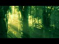 Roger Shah Ambedo Forests Tribute To Earth Dreamstate Edit