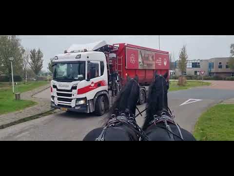 Stal Okkema's pair of geldings - left: Cees & right: Bauke