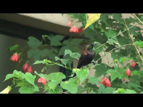 Nektárovka bronzová (Nectarinia kilimensis) — správanie, biotop a hlas