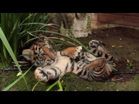 download lagu mp3 mp4 Luna Tigers, download lagu Luna Tigers gratis, unduh video klip Luna Tigers