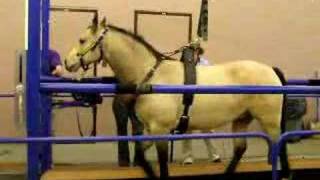 preview picture of video 'Horse on Treadmill Short'