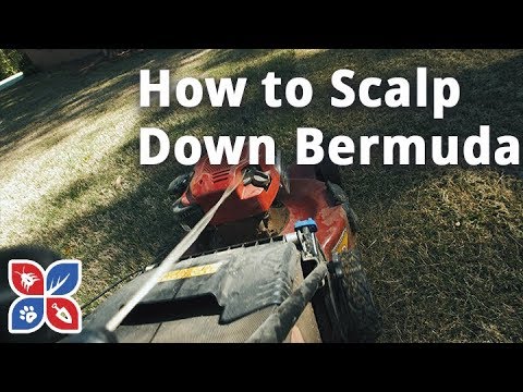  Do My Own Lawn Care  - How to Scalp Down Bermuda Grass Video 