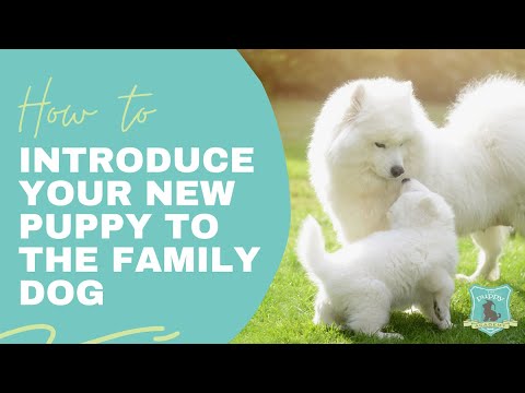 How to Introduce Your New Puppy to the Family Dog!