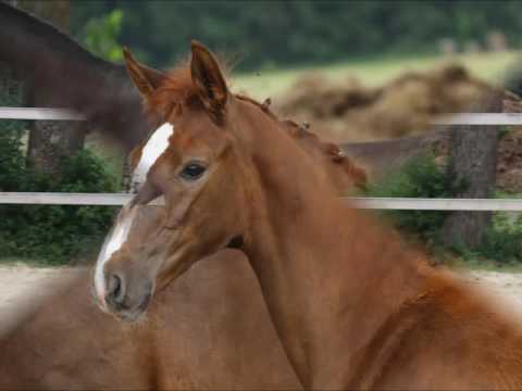 Bellemera von Worrenberg - Belissimo x Calypso II, geb. 10.4.2017, Hann