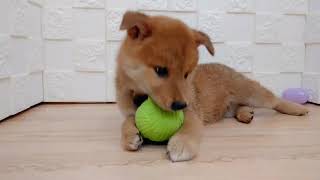 柴犬の動画01