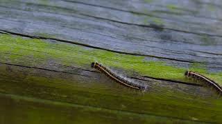 Harmonia - Watussi