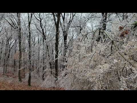 Ice Storm Breaks Trees in Arkansas