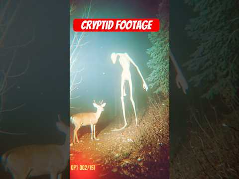 Cryptid Sighting: Unexplained Creature Caught on Trail Cam