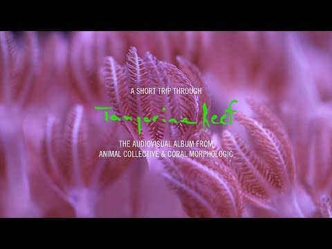 A Short Trip Through Tangerine Reef: The Audiovisual Album by Animal Collective & Coral Morphologic