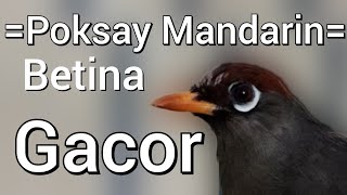 Download lagu Siulan Merdu Poksay Mandarin Betina, Paling Jago Buat Pancingan Terbaik Ampuh... Masteran Poksay mp3 Download lagu Siulan Merdu Poksay Mandarin Betina, Paling Jago Buat Pancingan Terbaik Ampuh... Masteran Poksay mp3