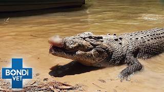 100-Year-Old Crocodile Badly Injured In Brutal Attack! | Bondi Vet Full Episode