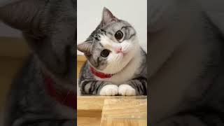 Cute Cat status#deva #cat#cute #kitten #beautiful 