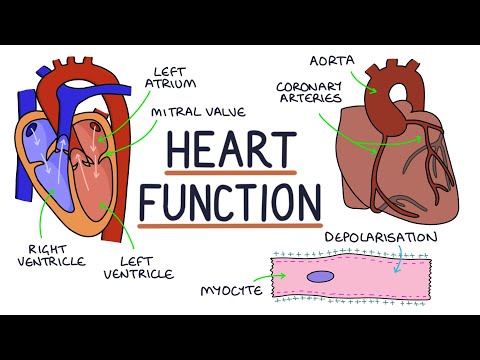 Understanding Heart Anatomy And Physiology