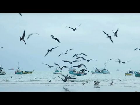 Engaging Communities to Conserve Giant Manta Rays